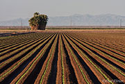 California Landscapes